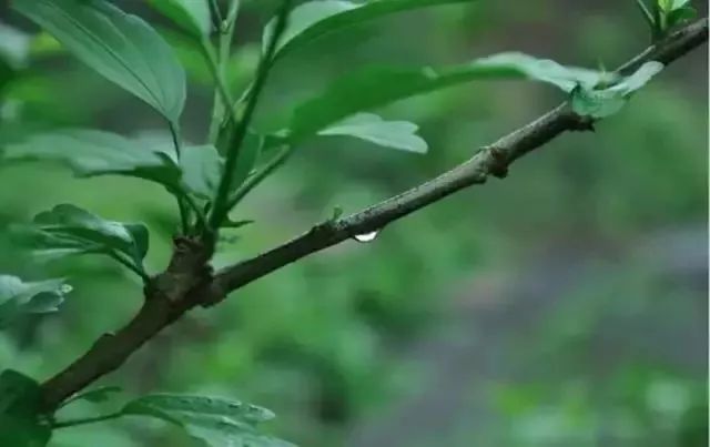 传统文化二十四节气雨水