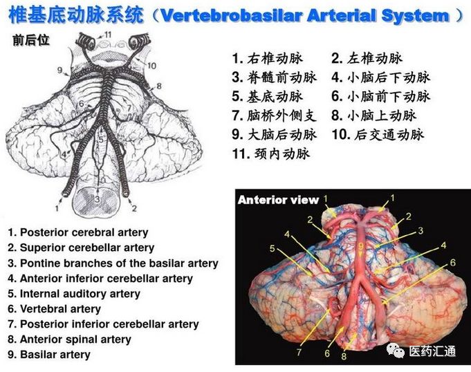 颅内动脉的分段分支图解根据网络资料整理改编