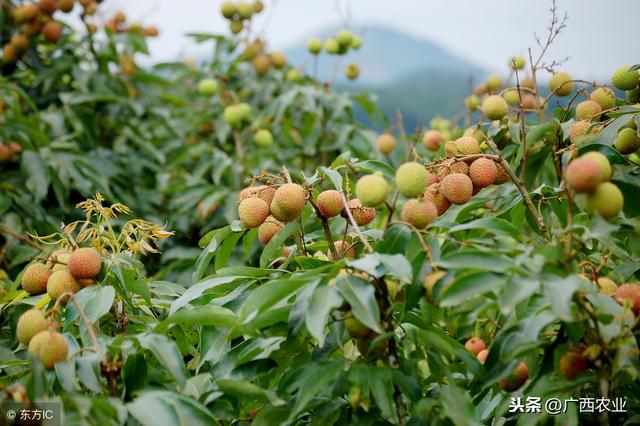 龙眼冲梢怎么办