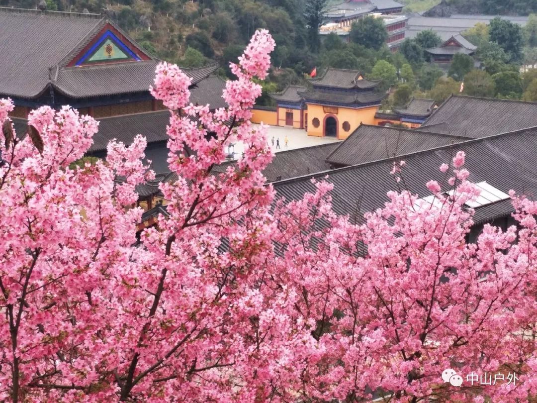 2月23日翁源九仙观十里桃花海洋,东华寺清净身心赏千株樱花道场