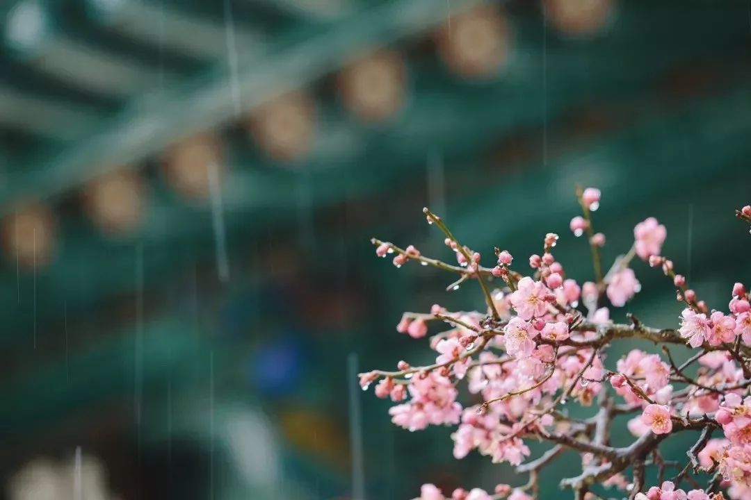 初春小雨