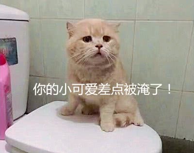 男子家中被水淹没,小猫站在马桶上一动不敢动,表情把网友笑喷