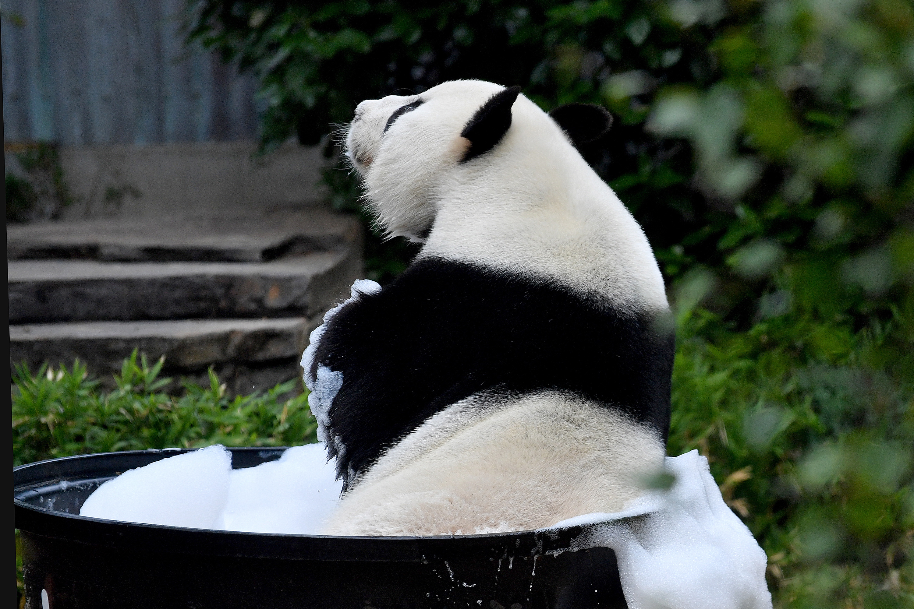 熊猫洗澡-搜狐大视野-搜狐新闻