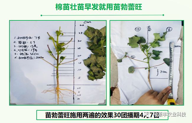 2019年棉花要高产壮苗早发是起点.