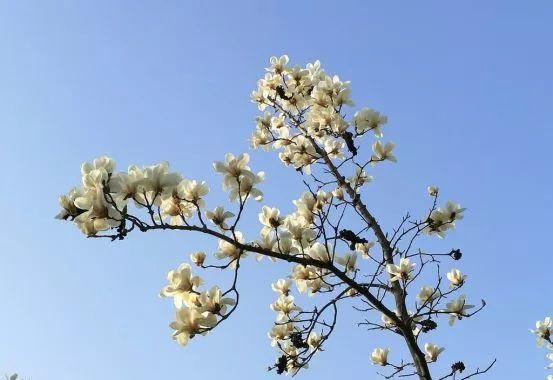 过年猜花谜5个字打一花全国人都在玩