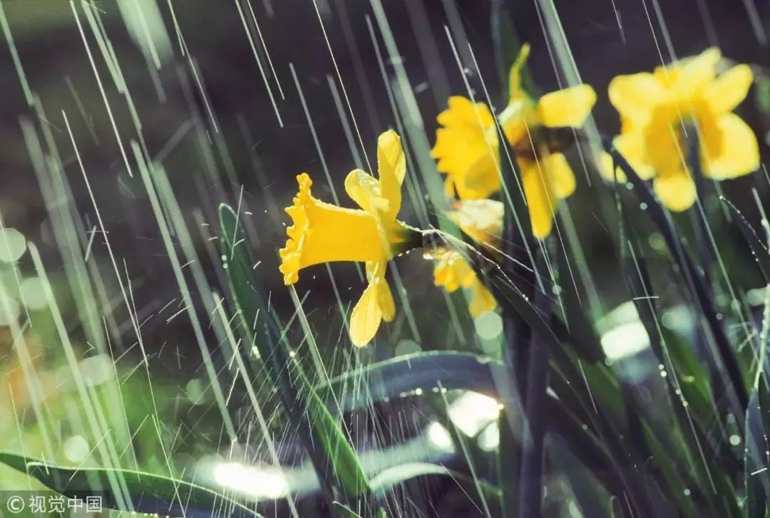 春风化雨,万物萌生