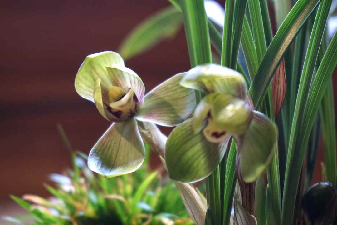 元宵节西湖边看"兰花王"去!