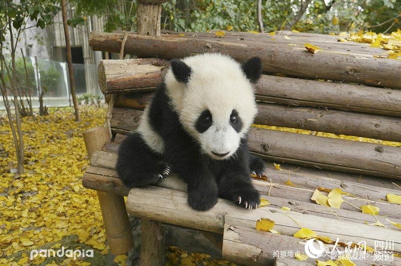 2018级大熊猫川仔 (图片由成都大熊猫繁育研究基地提供)