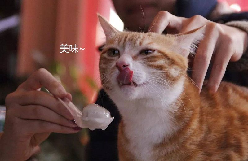 原创 小伙在花灯铺看见橘猫,它的表情,把人都给馋哭了