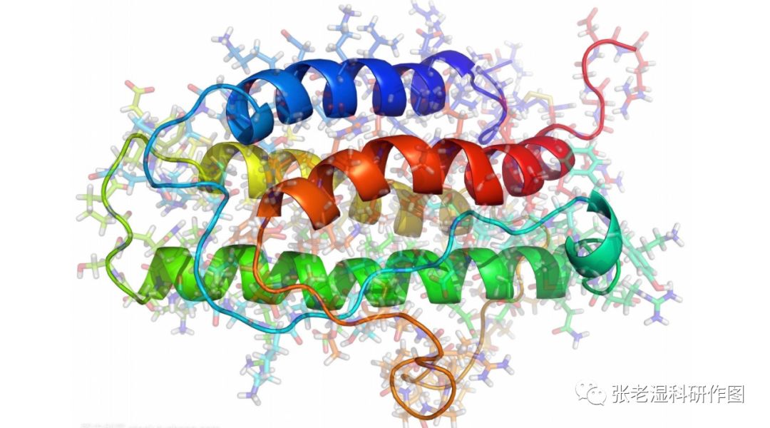 科研模式图中蛋白质分子的画法