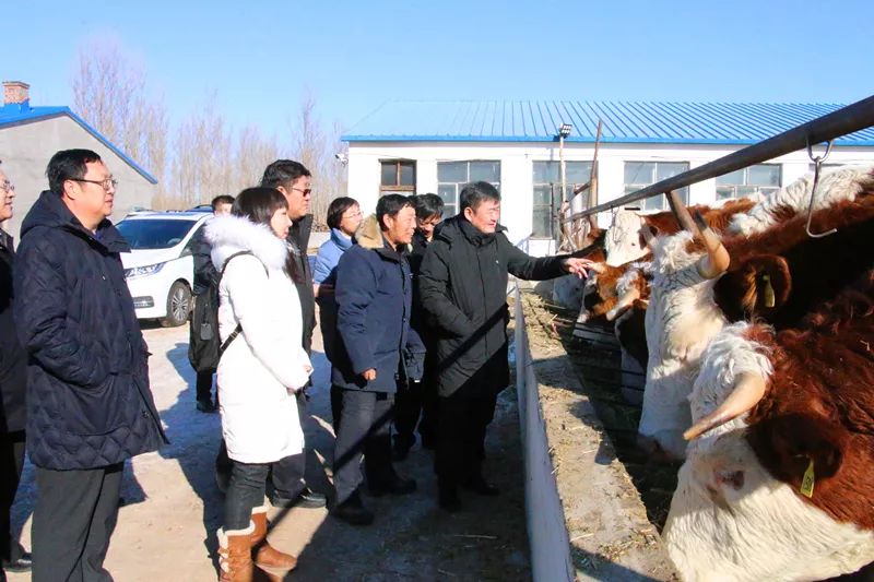 自治区党委常委,市委书记李杰翔来开鲁调研!_肉牛