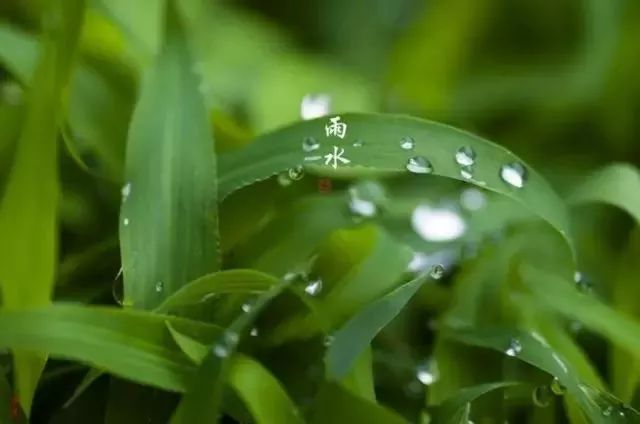 【传统节气】雨水:好雨知时节,当春乃发生