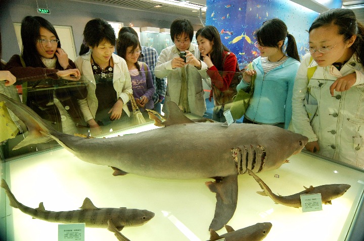 2007年4月30日,参观者在江苏连云港淮海工学院海洋生物馆观赏大白鲨