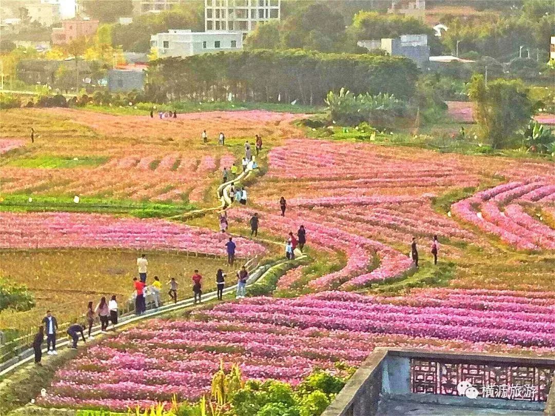 这个周末去看花吧春天的惠州已成花海这些赏花点都是免费