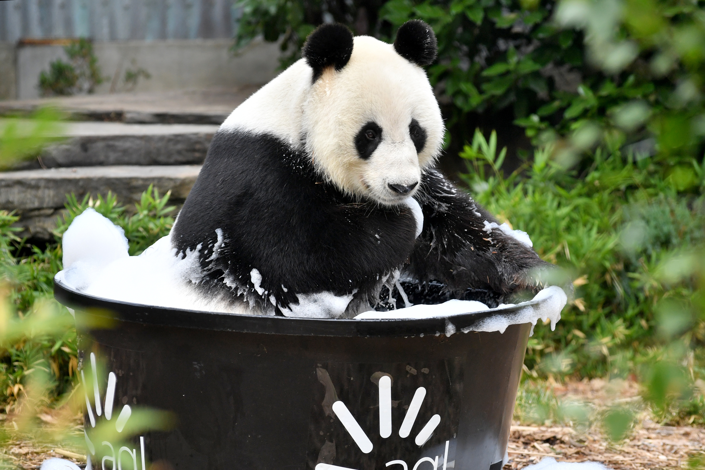 2月17日,在澳大利亚阿德莱德动物园,旅澳大熊猫"网网"在浴盆里洗澡.