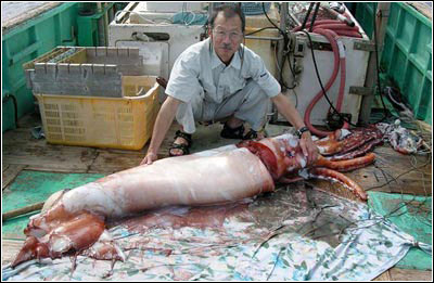 渔民捕到巨型章鱼,专家解剖:这是辐射导致基因突变