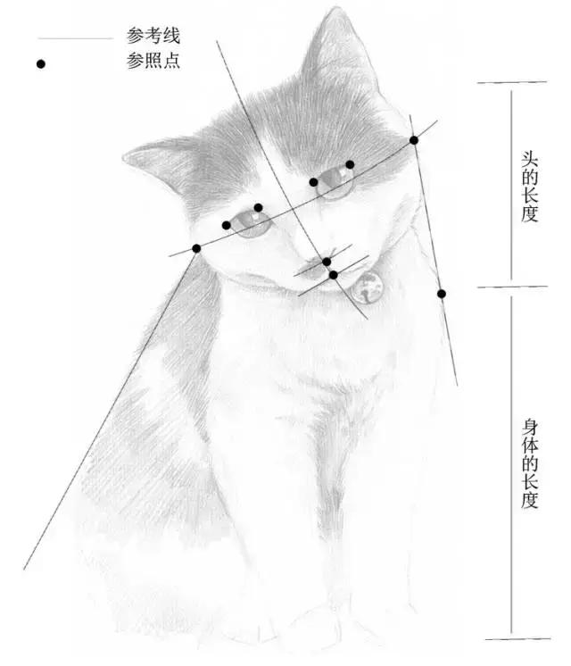 小央美美术:零基础学素描|猫咪素描步骤详解!