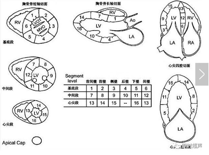 左心室分段的依据,方法与记忆技巧
