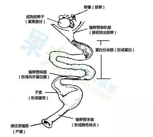 和人一样,母鸡生来就有两枚卵巢,但是在生长过程中右侧那枚会逐渐退化