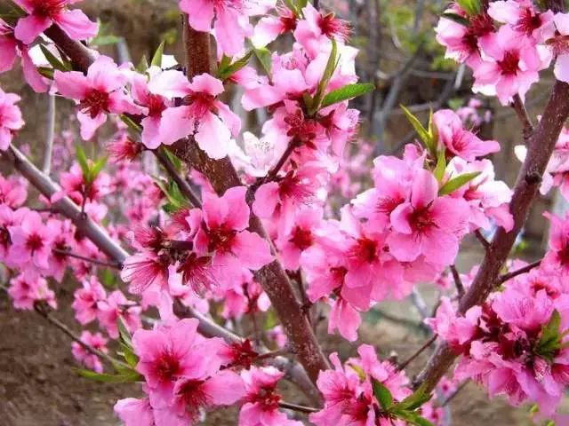 百亩桃花谷|初春带你遨游漫山遍野桃花林,三生三世十里桃花美如画