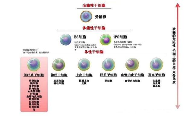 人类医学新突破—干细胞治疗糖尿病