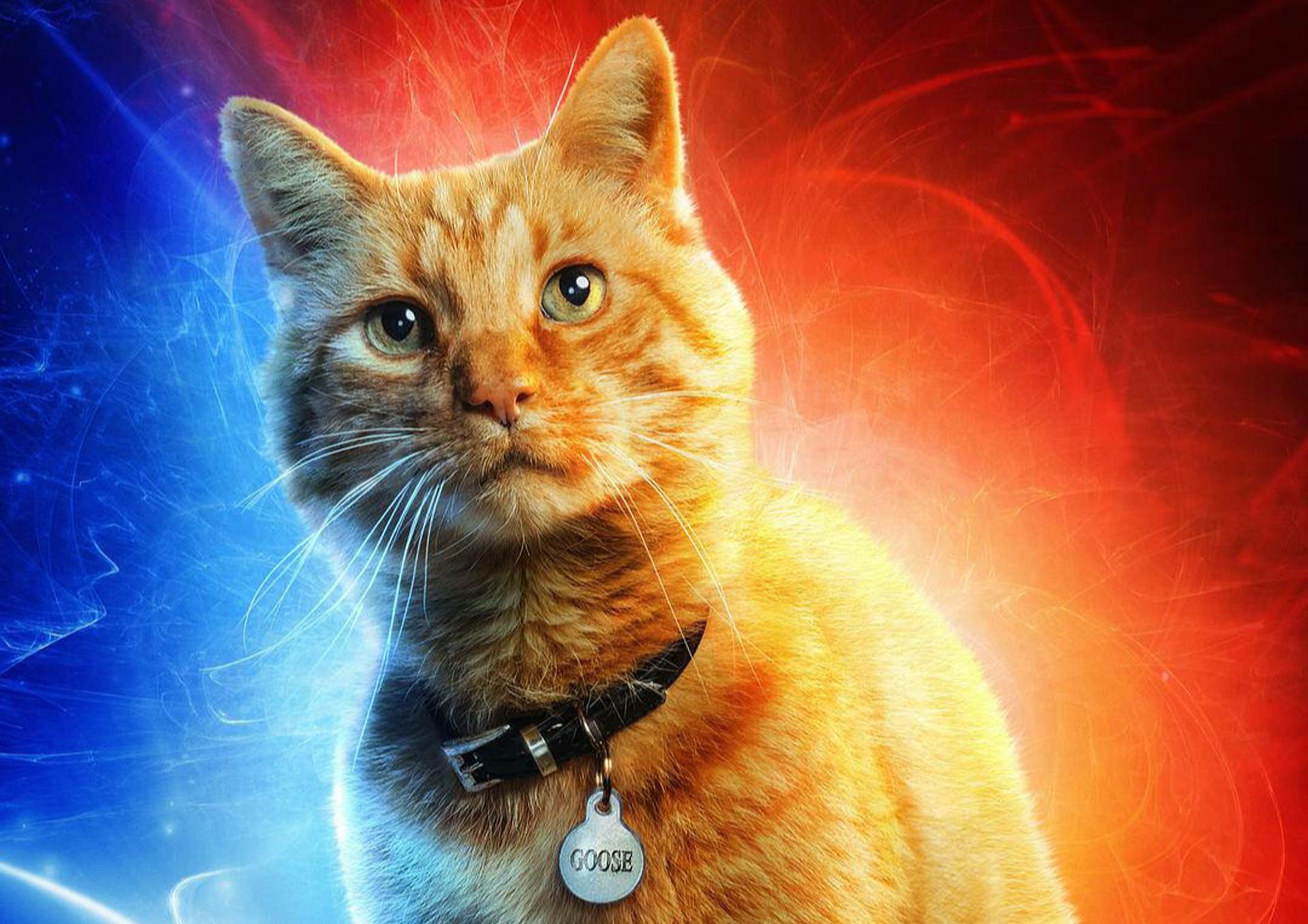 《惊奇队长》试映口碑优秀,有致敬斯坦李的镜头,橘猫成"新宠"