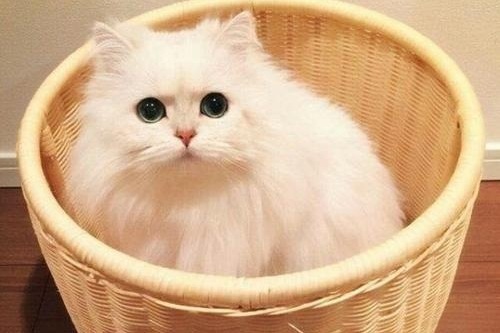 波斯猫能吃混合粮吗?两种猫粮混合给波斯猫吃