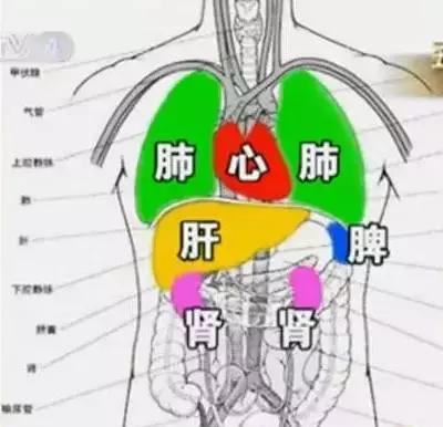 心,肝,脾,肺,肾逐个说!收了吧!