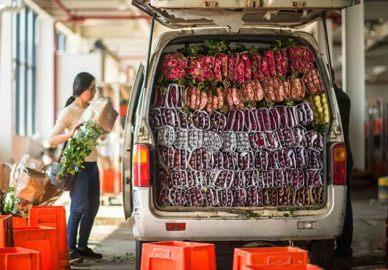 在中国云南昆明斗南花卉市场装车运输的玫瑰花