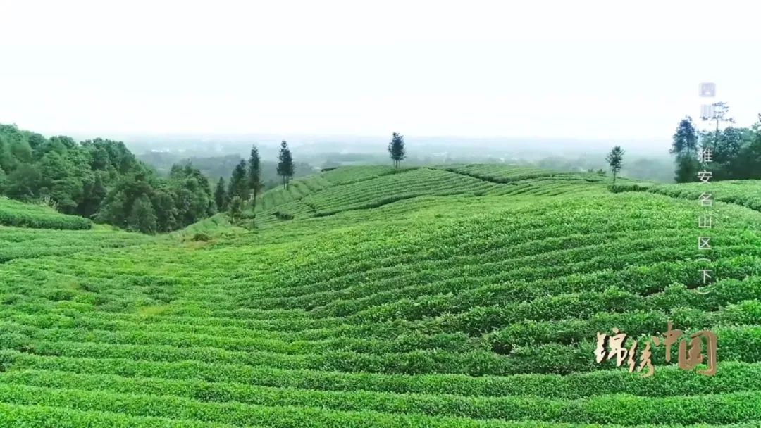 锦绣中国丨魅力雅安,你不可错过的名山区旅游第一站