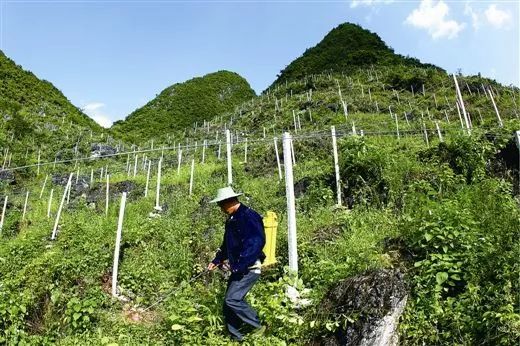 在扶贫攻坚与石漠化治理中,都安,罗城,大化等地,把大石山区的毛葡萄