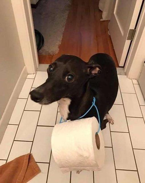 原創
            狗狗喜歡跟著你上廁所的5大原因！ 未分類 第1張