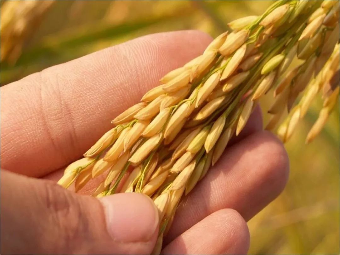 农业农村部要求各地排查毁麦情况：发现一起处理一起