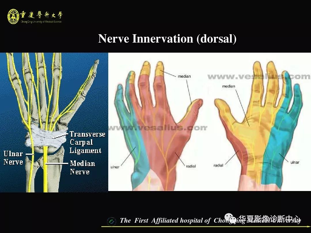 【影像基础】腕关节损伤mri