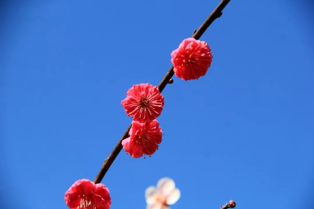 天台人终于喜提太阳,这个地方梅花已经开好,赏