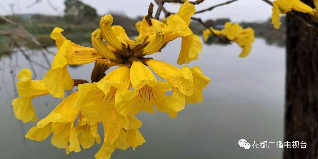 最新实拍!赤坭黄花风铃本周末全面盛开,花期仅有十余天,约么?