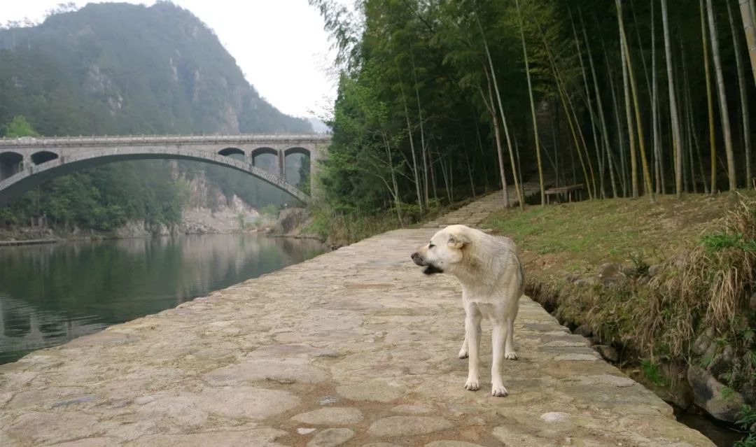 被狗舔完40天后，9岁男孩突然身亡！又是因为狂犬病！这些误区你一定要知道