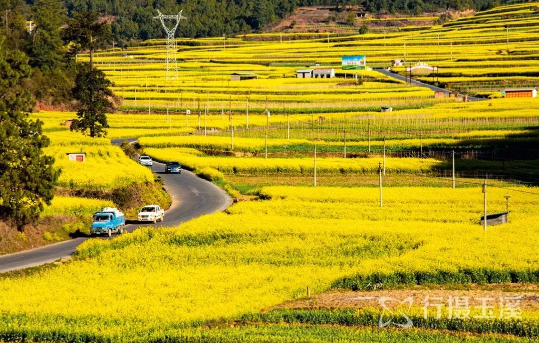 【转载】春光无限好,云南的花都开好了!_油菜花