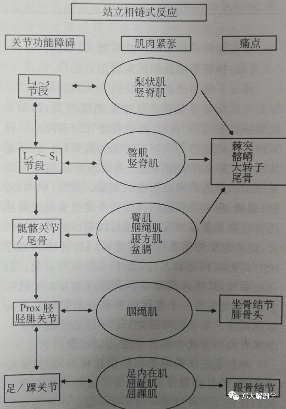 肌肉病变与关节功能障碍