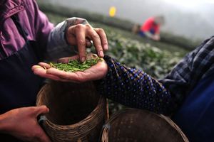 种草- 2019年1月业绩大增75%,经济寒冬下的竹