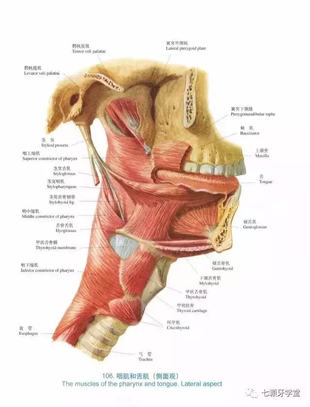 【口腔解剖图】口腔医生必须珍藏
