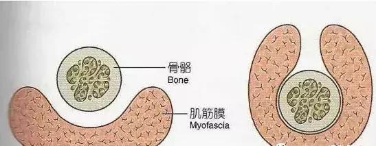 "熊猫康复"运动解剖科普,关于肌筋膜_肌肉