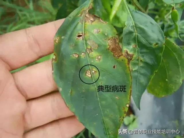 【作物病害】辣椒常见细菌性病害的症状及防治