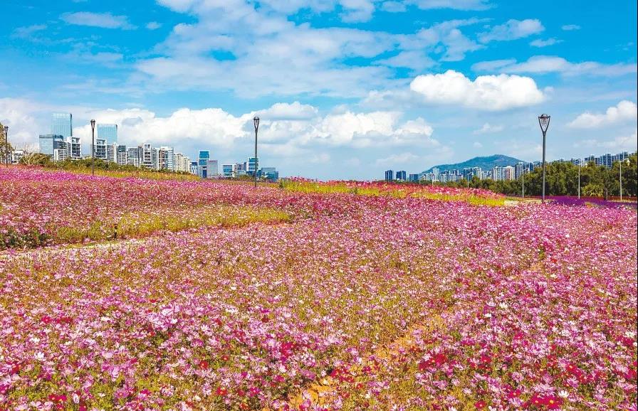 深圳湾公园流花山大型花海景观今起正式免费开放