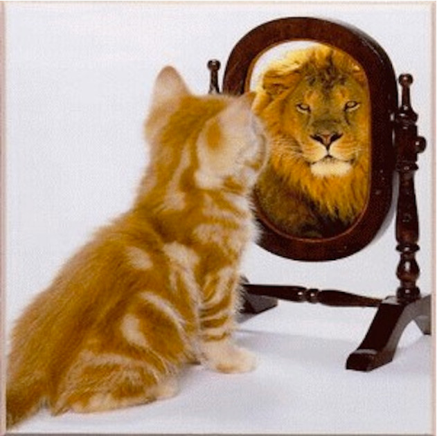 猫咪照镜子时有什么表现? 其实每只猫咪面对镜子的表现都是不一样的.