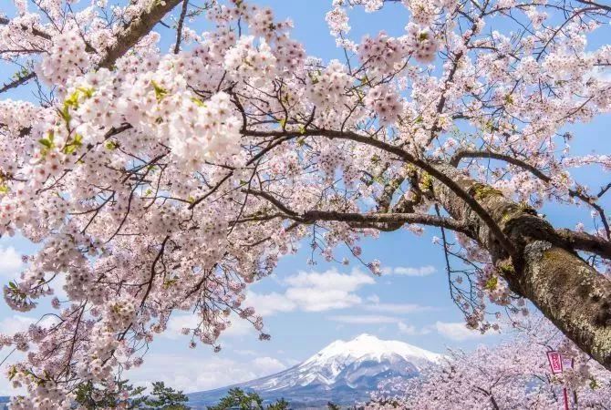 推荐四:北海道樱花