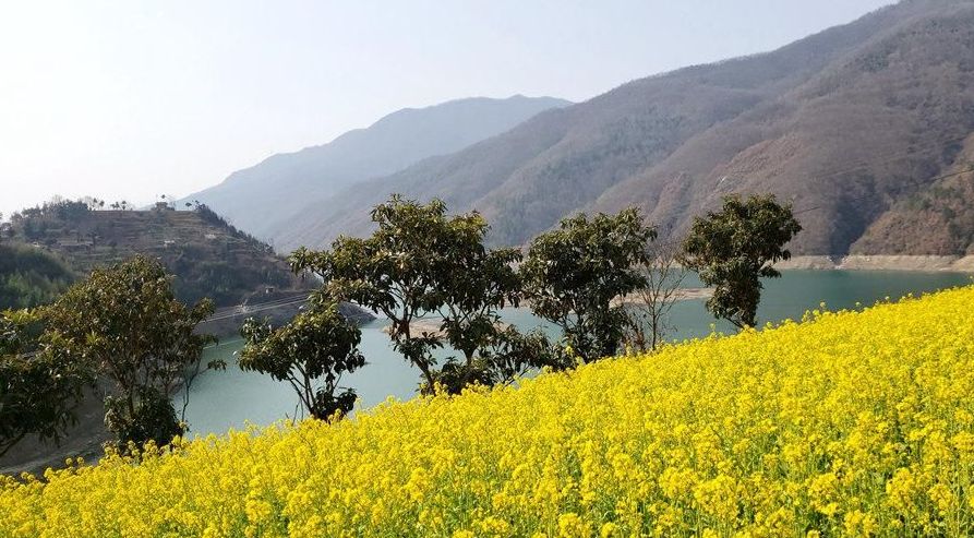 陕西惊现早春二月最美油菜花海,看看离你有多远?