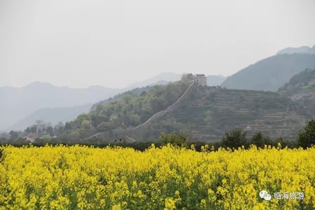 地址:桃渚镇桃江十三渚景区 邵家渡 邵家渡的油菜花田有一条高铁轨道