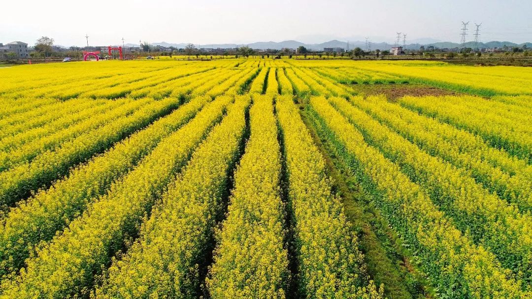 油菜花正当时 |￥389享春暖花开好时节