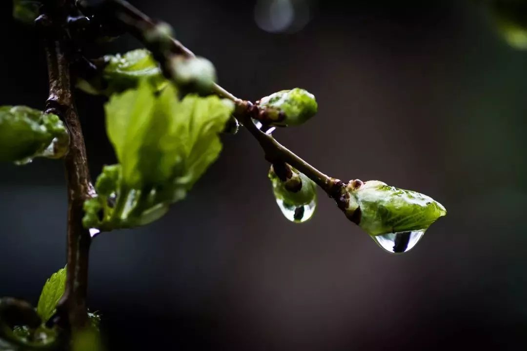 " 春"之于杜甫,是春雨.